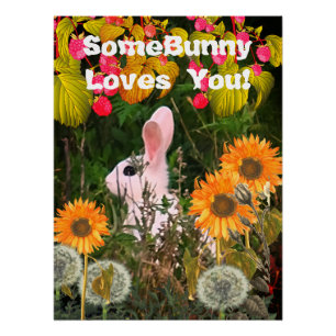 Bunny Rabbit Animal Wildlife  Poster