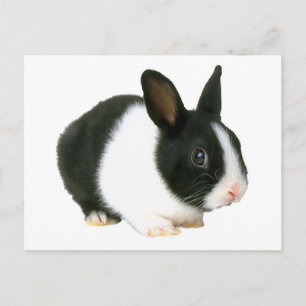 Bunny Rabbit Black & White Postcard