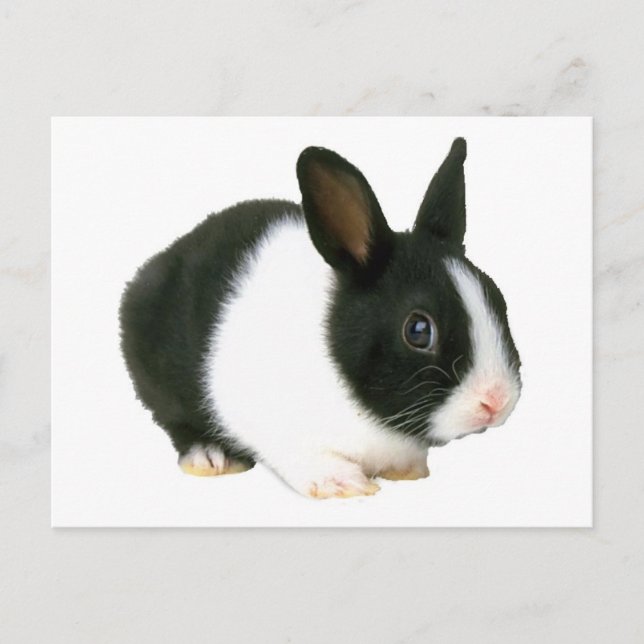 Bunny Rabbit Black & White Postcard (Front)