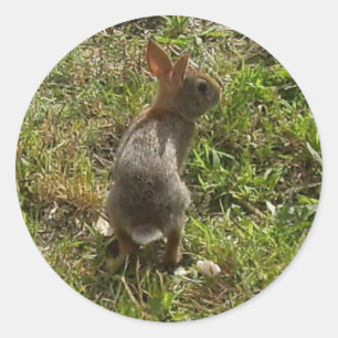 Bunny Rabbit Classic Round Sticker
