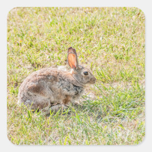 Bunny Rabbit - Easter - Wildlife - Animal Square Sticker