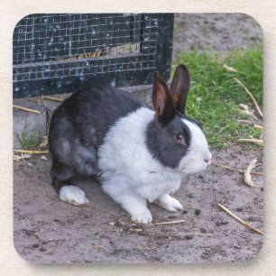 Bunny rabbit hard plastic coasters