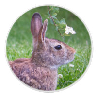 Bunny Rabbit in Grass Animal Photography