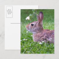 Bunny Rabbit in Grass Animal Photography