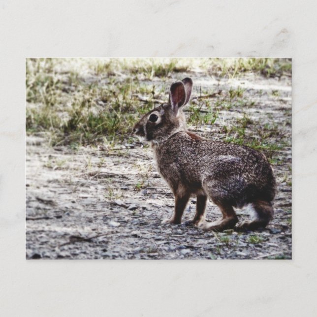 Bunny Rabbit in the Wild Postcard (Front)