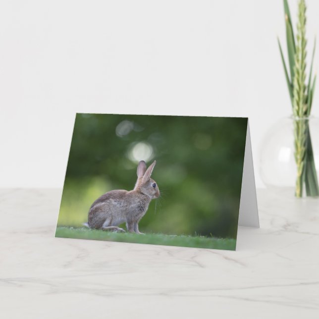 Bunny Rabbit Nature Photo Card (Front)