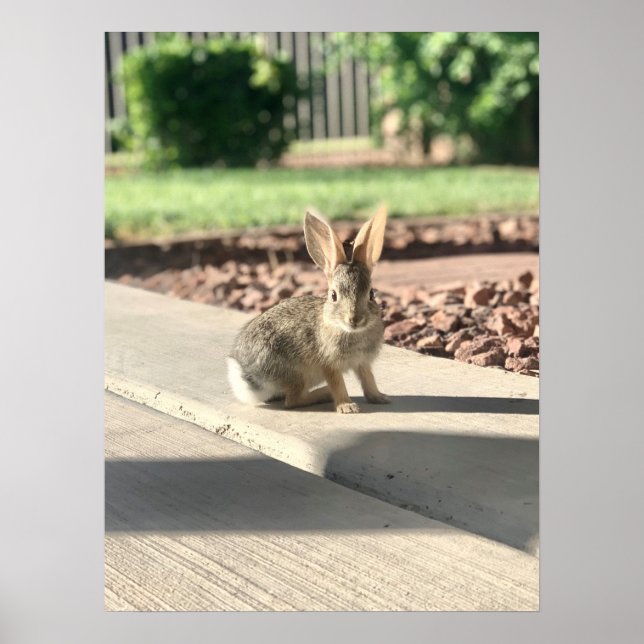 bunny rabbit photo Easter spring Poster (Front)