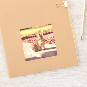 bunny rabbit photo Easter spring Sticker