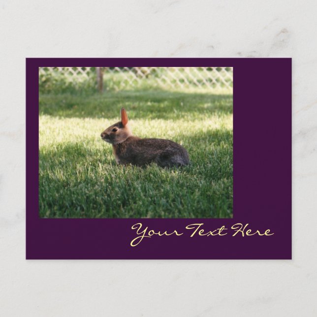 Bunny Rabbit Postcard (Front)