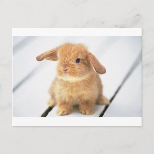 Bunny Rabbit Postcard (Front)
