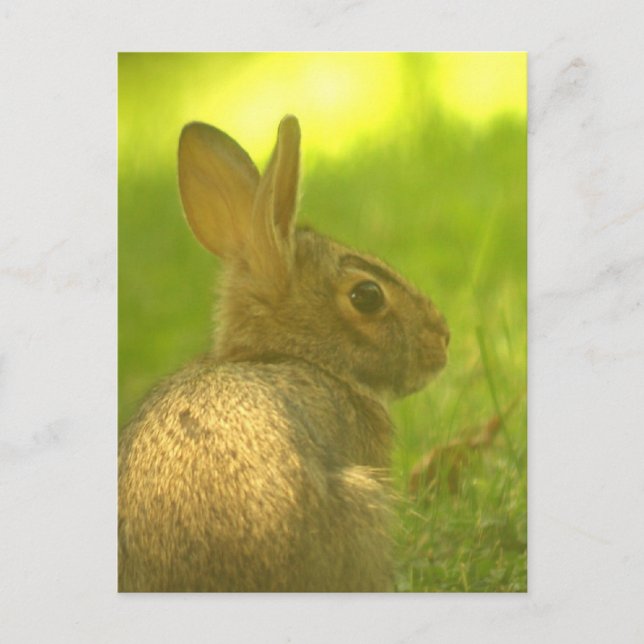 Bunny Rabbit  Postcard (Front)