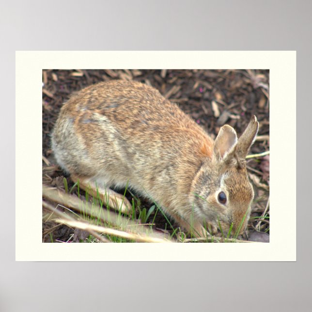 Bunny Rabbit Poster (Front)