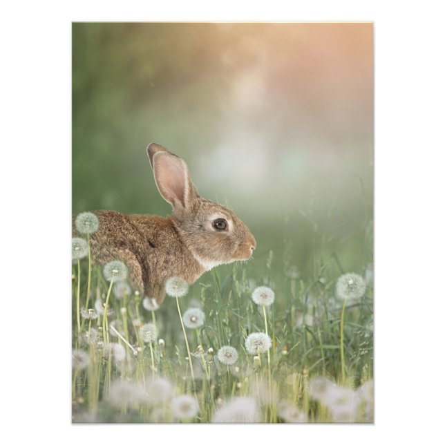 Bunny Rabbit Sitting In Dandelion Field Girls Room Photo Print (Front)