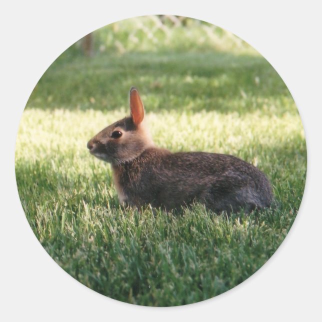 Bunny Rabbit Stickers (Front)