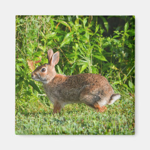 Bunny Rabbit Wildlife Green Nature Square Magnet