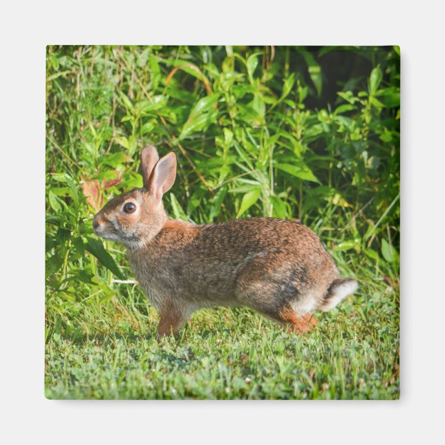 Bunny Rabbit Wildlife Green Nature Square Magnet (Front)