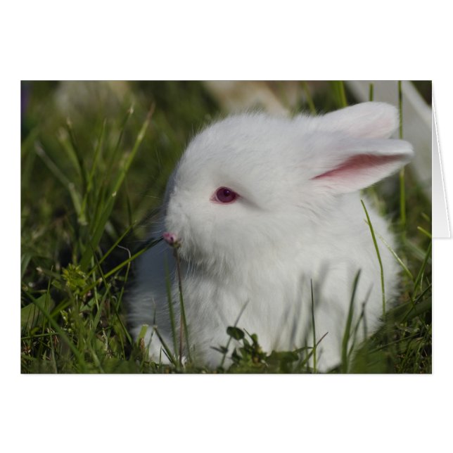 Bunny Sniffing Flower (Front Horizontal)