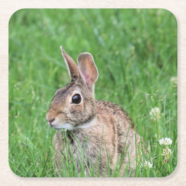 Bunny   square paper coaster (Front)