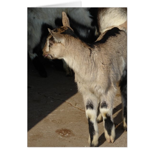 Bunny The Goat Blank Inside Greeting Card (Front)