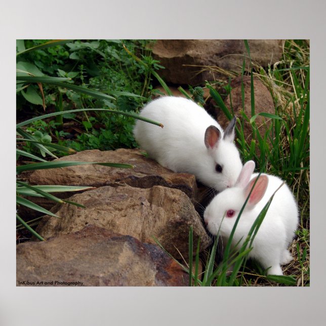 Bunny whisper poster (Front)