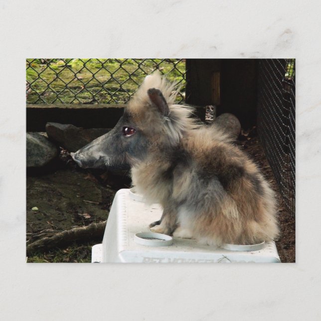 Bunnypig postcard (Front)