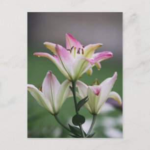 Bunte Amarillis Postcard