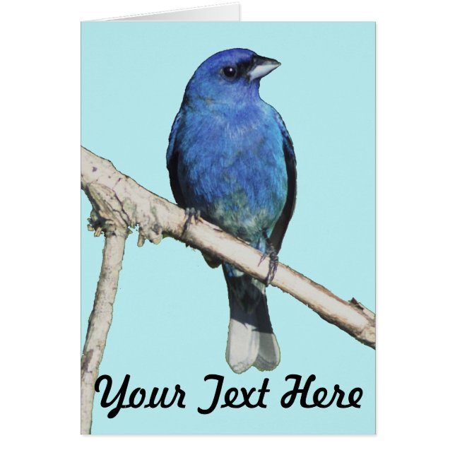 Bunting Indigo (Devant)