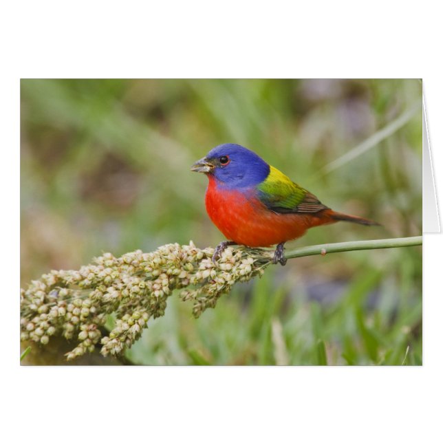 Bunting peint (ciris passeriens) alimentation mâle (Devant horizontal)