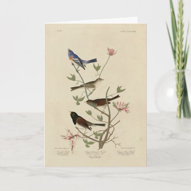 Bunting, Sparrow, Junco, (Finches) Audubon's Birds Card (Front)