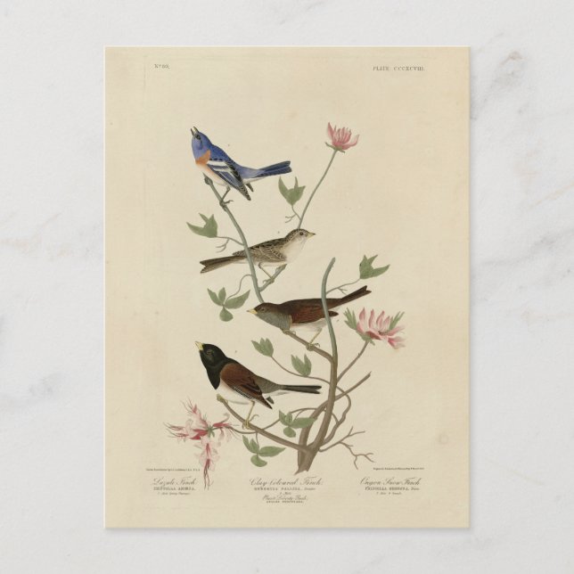 Bunting, Sparrow, Junco, (Finches) Audubon's Birds Postcard (Front)