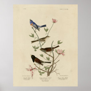 Bunting, Sparrow, Junco, (Finches) Audubon's Birds Poster