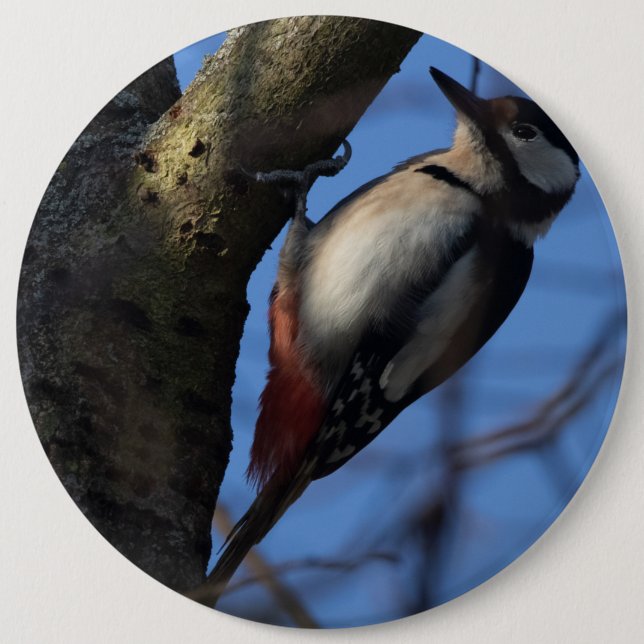 Buntspecht 6 Inch Round Button (Front)