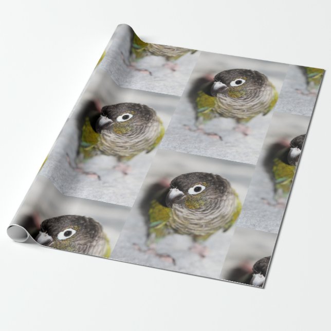 Burbel Wrapping Paper (Unrolled)