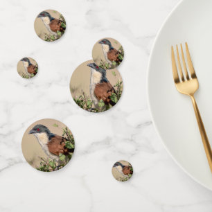 Burchell's Coucal Confetti