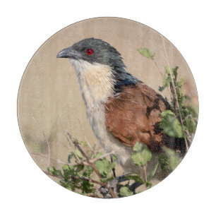 Burchell's Coucal Cutting Board