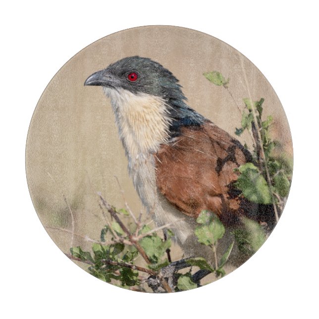 Burchell's Coucal Cutting Board (Front)