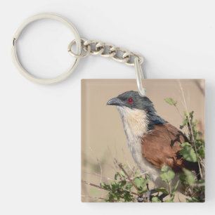 Burchell's Coucal Keychain