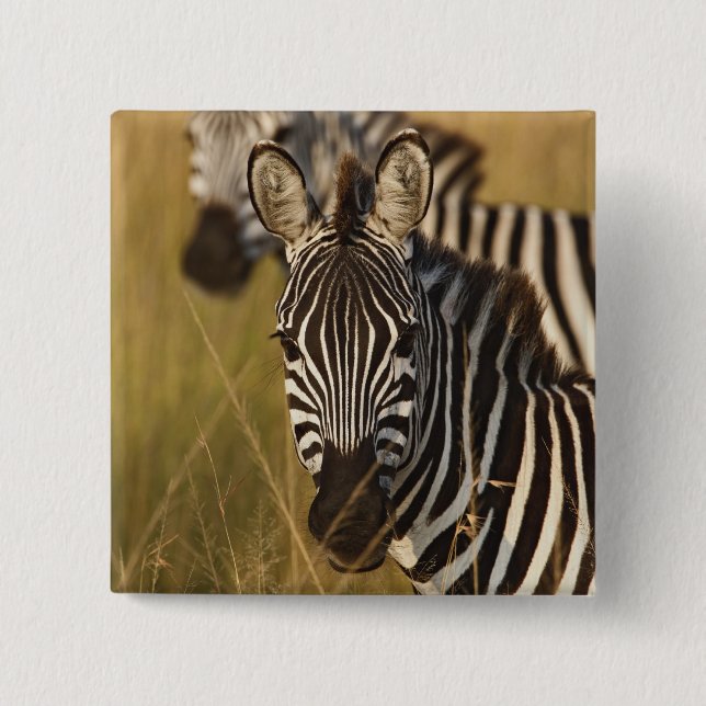 Burchell's Zebra in tall summer grass, Masai 2 Inch Square Button (Front)