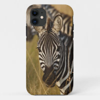 Burchell's Zebra in tall summer grass, Masai