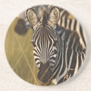 Burchell's Zebra in tall summer grass, Masai Coaster