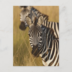 Burchell's Zebra in tall summer grass, Masai Postcard