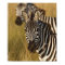 Burchell's Zebra in tall summer grass, Masai