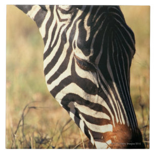 Burchell's zebra tile