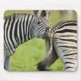 Burchell's Zebras (Equus quagga burchellii), Mouse Pad