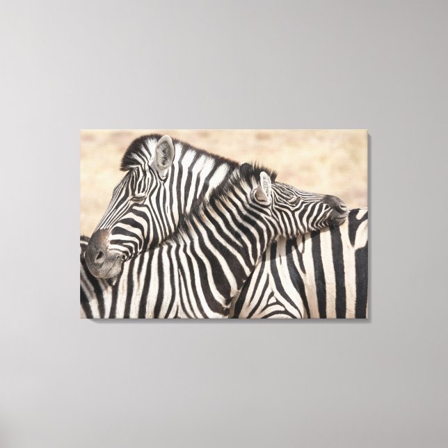 Burchell's Zebras Necking Canvas Print (Front)
