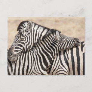 Burchell's Zebras Necking Postcard