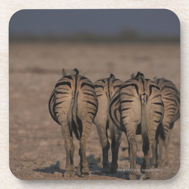 Burchell's Zebras Walking Coaster (Front)