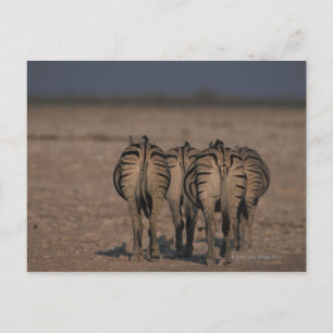 Burchell's Zebras Walking Postcard