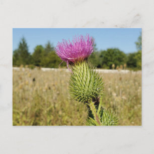 Burdock Thistle postcard