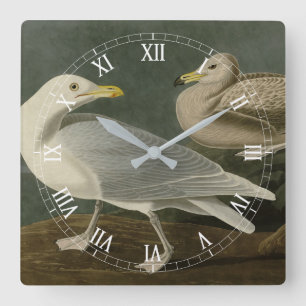 Burgomaster Gull - from Audubon's Birds of America Square Wall Clock